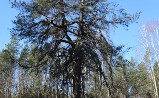 2_Lūšnios pušis (6)_r1.jpg